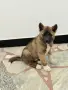 Америкаска акита мо, снимка 8