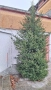 Коледна елха 4.50 метра-подарявам, снимка 1