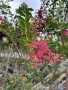 лагерстремия Индиски люляк, снимка 4