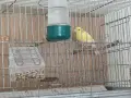 Канари, мъжки и женски , снимка 3