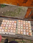 Продавам домашни яйца 12лв.картона , снимка 1 - Домашни продукти - 44582097