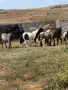 Предлагам тинкерчета , бащата е 900кг и е висок 175см, снимка 14