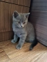 Британски котенца, снимка 5
