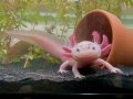 Аксолотъл - Перник Axolotl , снимка 1