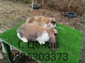 Продавам кочовати зайци., снимка 7