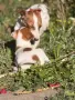 🐶 Продава се чистокръвен Джак Ръсел ❤️, снимка 3