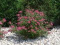 Spiraea japonica 'Anthony Waterer' Спирея 'Anthony Waterer', снимка 1 - Градински цветя и растения - 39716875