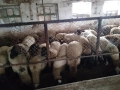 Продавам  овце и кочове, снимка 4