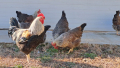 Катунски, Виандот, Голошийки, Селски кокошки , снимка 1