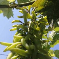 Бутикови сортове грозде, снимка 6 - Разсади - 35306623