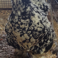 Разплодни яйца от Кохин стандарт , снимка 4 - Кокошки и пуйки - 44788818
