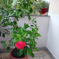 Продава китайска роза, снимка 4 - Стайни растения - 42449718