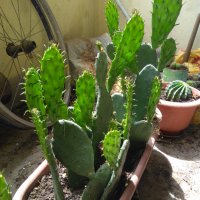 Саксии с незамръзващ кактус  , снимка 9 - Стайни растения - 41240742