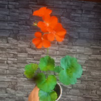 Оранжево мушкато., снимка 2 - Стайни растения - 44750862