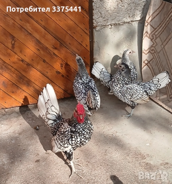 продавам кокошки и петли сребърен зибрайт , снимка 1