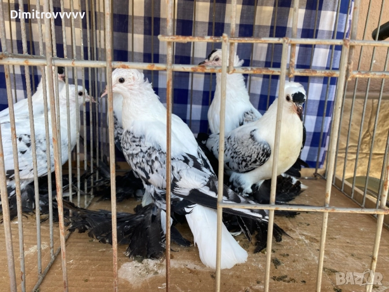 Продавам нюнгберски чайки, снимка 1