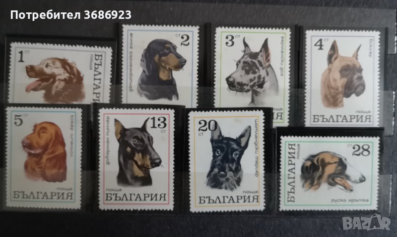1970 (10 август). Кучета. България., снимка 1