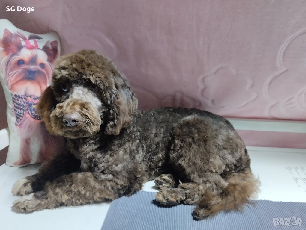 Пудел , снимка 1