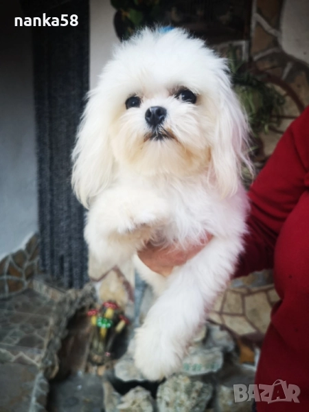 малтизер за разплод, снимка 1