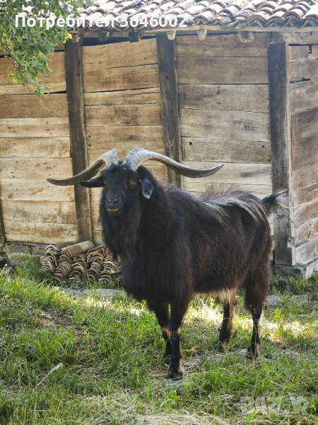 Продавам козел , снимка 1
