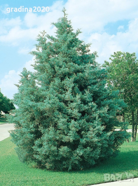 Аризонският кипарис, снимка 1