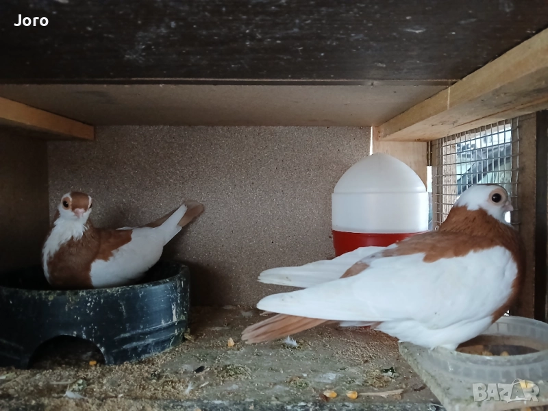 Пражки Редич, снимка 1