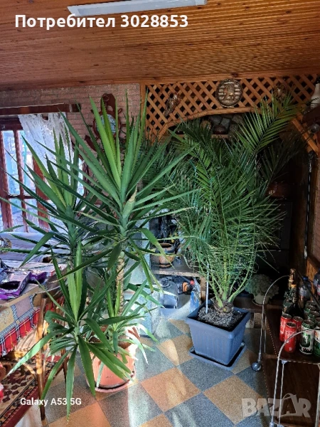 продавам големи цветя, финикова палма,юка с 4 отделни стебла на около 15 г, снимка 1