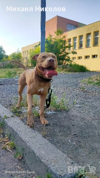 Питбул ,търси женска, снимка 1