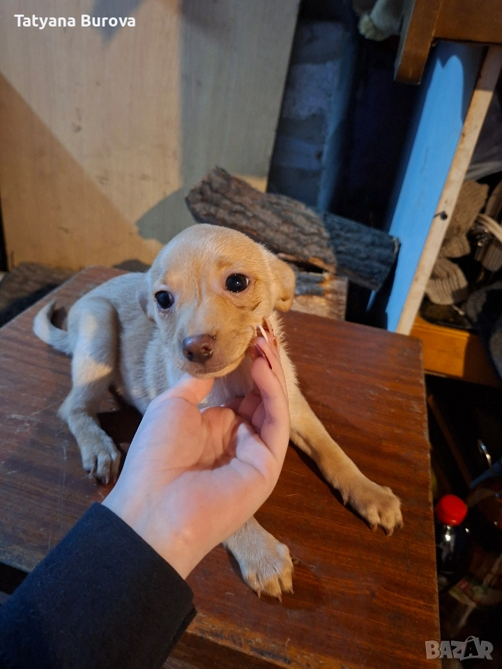 Продавам кучета от порода Пинчер, снимка 1