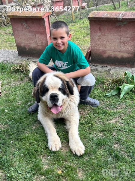 Санбернар за разплод с родословие, снимка 1
