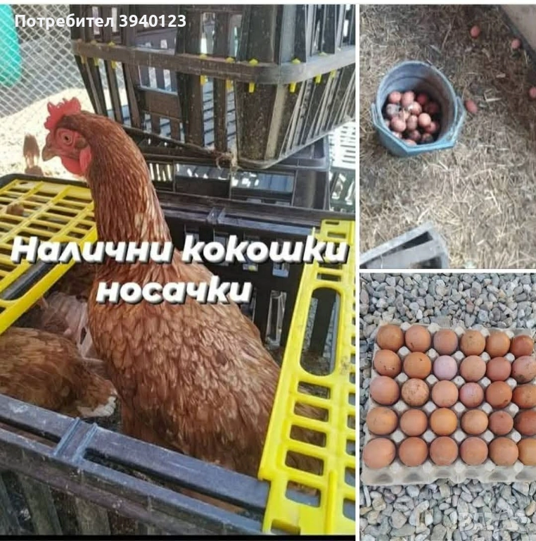 Налични кокошки носачки  , снимка 1