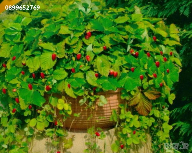 Каскадна горска ягода Атила, снимка 1