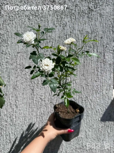 🌹 Нискостъблени рози – красота през цялото лято, снимка 1