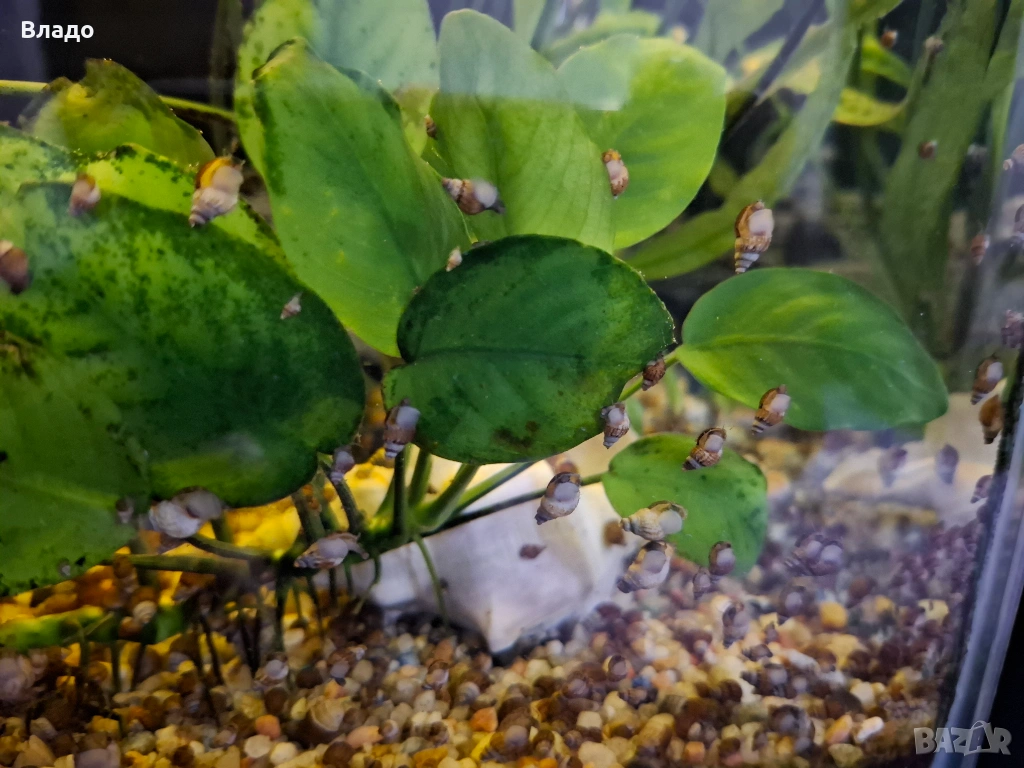 Охлюви мелания / Malaysian trumpet snails, снимка 1