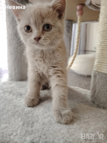 Британчета, снимка 1