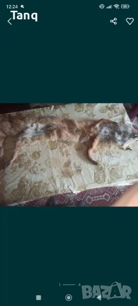 Естествена лисича кожа(яка), снимка 1