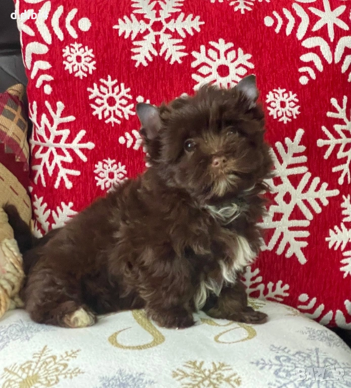 Мини йоркширски териер -шоколадово!!, снимка 1