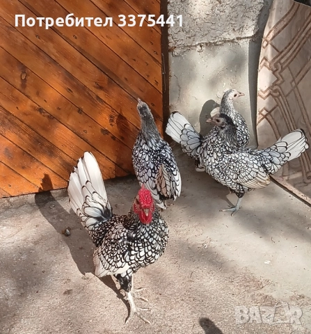 продавам кокошки и петли сребърен зибрайт 