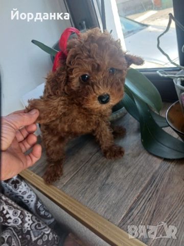 Пудел той, снимка 2 - Пудели - 52118275