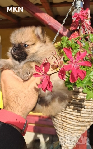 Померан, снимка 10 - Померан - 51940550