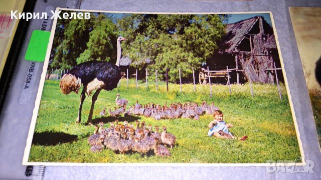 ЛОТ 4 СТАРИ ПОЩЕНСКИ КАРТИЧКИ ТЕМА ДИВА ПРИРОДА АФРИКА РЯДКА ФАУНА 6515, снимка 3 - Филателия - 38790422