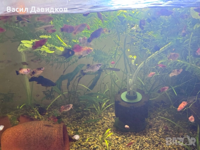 Живородни , Бял папагал и растения , снимка 12 - Рибки - 53453460