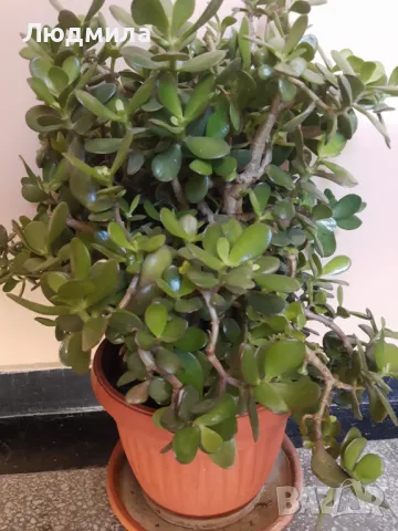 Мушкато,дърво на живота,Шефлера  и др.растения готови за декорация и подарък, снимка 3 - Декорация за дома - 48567968
