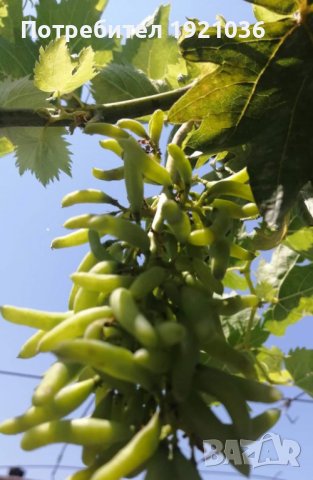 Бутикови сортове грозде, снимка 9 - Разсади - 35306623