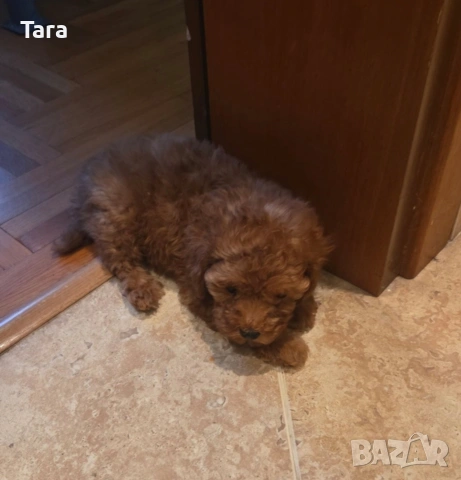 Малки пуделчета той, снимка 2 - Пудели - 53853859