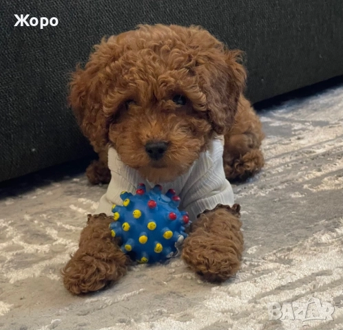 Той пудел- момиче, снимка 3 - Пудели - 52105584