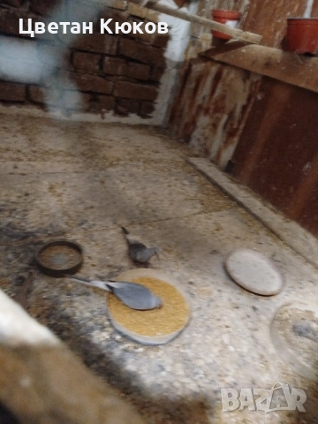 диамантени гугутки възможна доставка до София , снимка 3 - други­ - 51619738