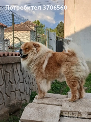 Чао Чао мъжки за разплод ДОГОВАРЯНЕ, снимка 5 - Чау Чау - 50707329