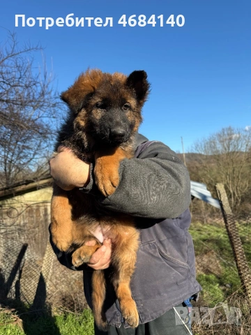 Немска овчарка с дълъг косъм с родословие , снимка 9 - Немска овчарка - 52807212