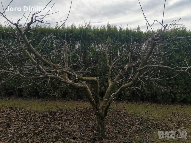 Поддръжка/Рязане на овошки и опасни дървета/Почистване на терени/Пръскане и изкореняване, снимка 3 - Други услуги - 48229933